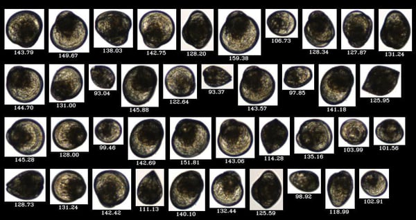 FlowCam collage of larval oysters