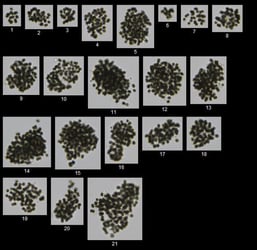 FlowCam collage of Microcystis harmful algae colonies