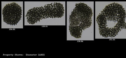 FlowCam Cyano collage of microcystis colonies