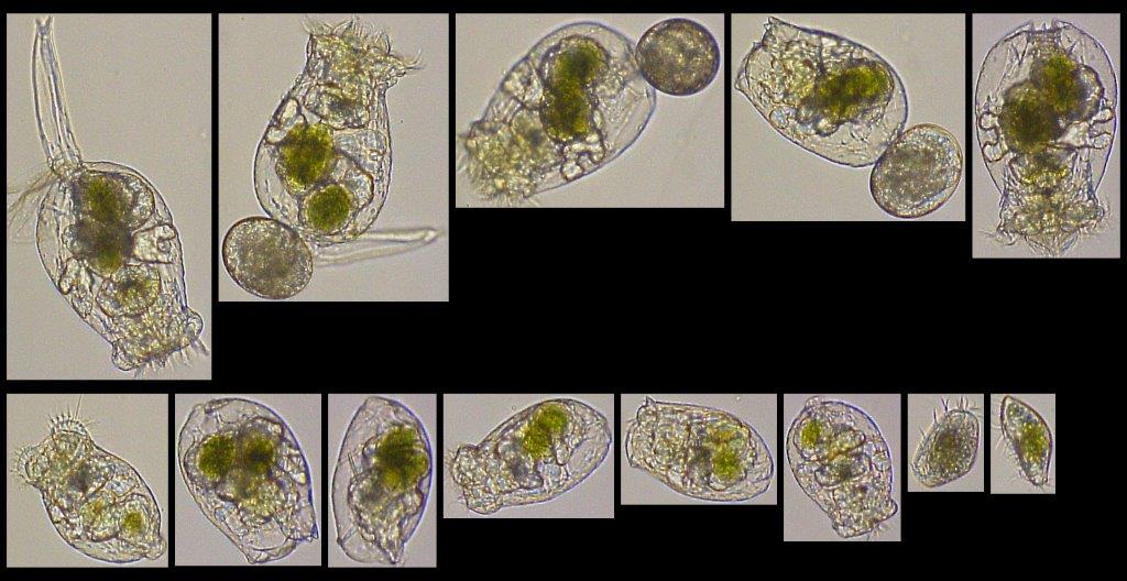 FlowCam Macro collage of Rotifers - Brachionus
