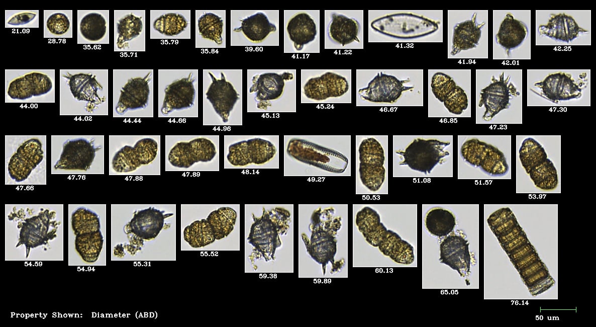 FlowCam collage of bioluminescent plankton in Puerto Rico