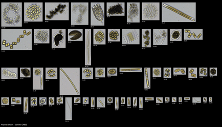 FlowCam plankton image collage