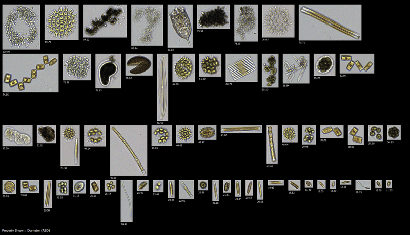FlowCam plankton image collage