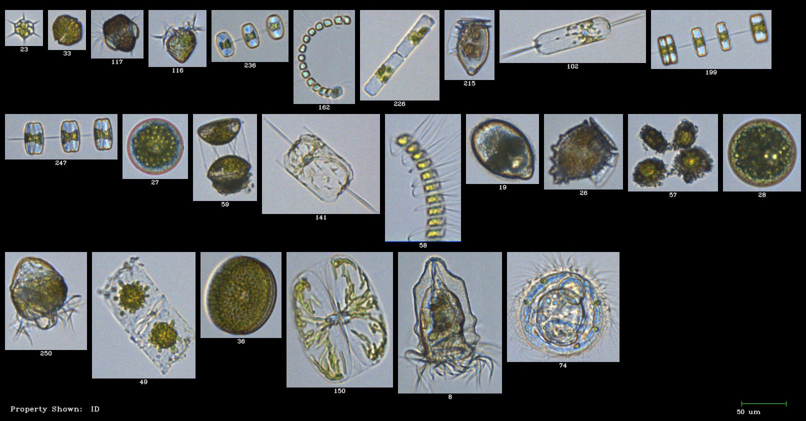 FlowCam Collage of phytoplankton and zooplankton from the Gulf of Maine