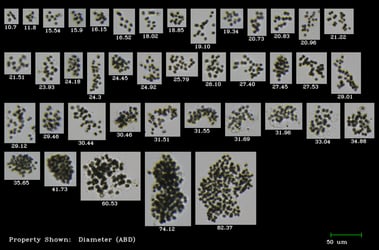 FlowCam collage of Microcystis harmful algae colonies