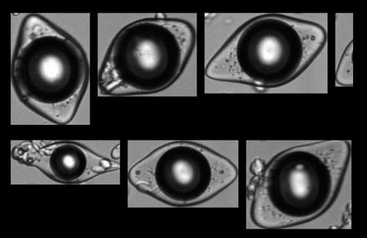 FlowCam collage of microencapsulated flavor particles