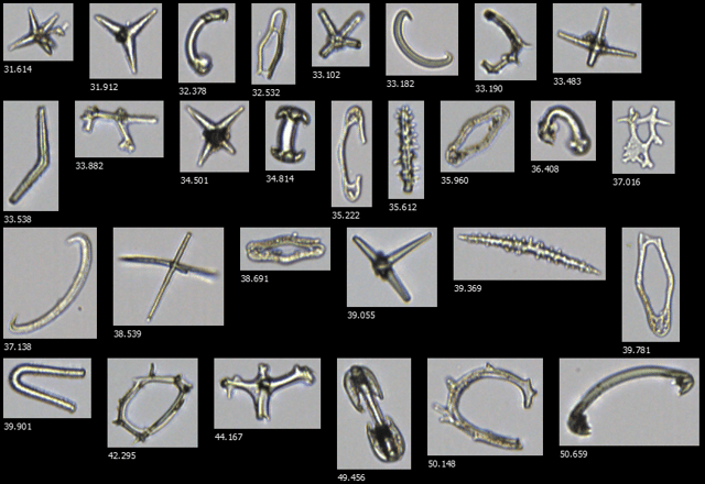 FlowCam collage of sponge spicules