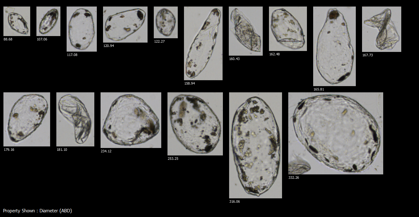 FlowCam collage of tomato paste cells