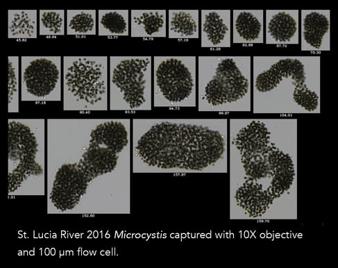 FlowCam Digital image Cyanobacteria Marina Bay Microcystis 