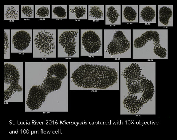 Microcystis imaged by the FlowCam