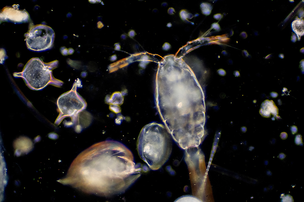 Close-up photo of phytoplankton and zooplankton with dark background