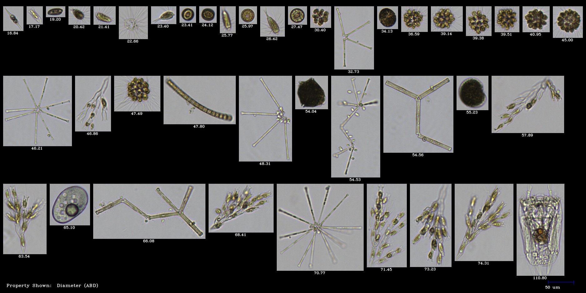 FlowCam 5000 collage of plankton under ice in Highland Lake, Maine