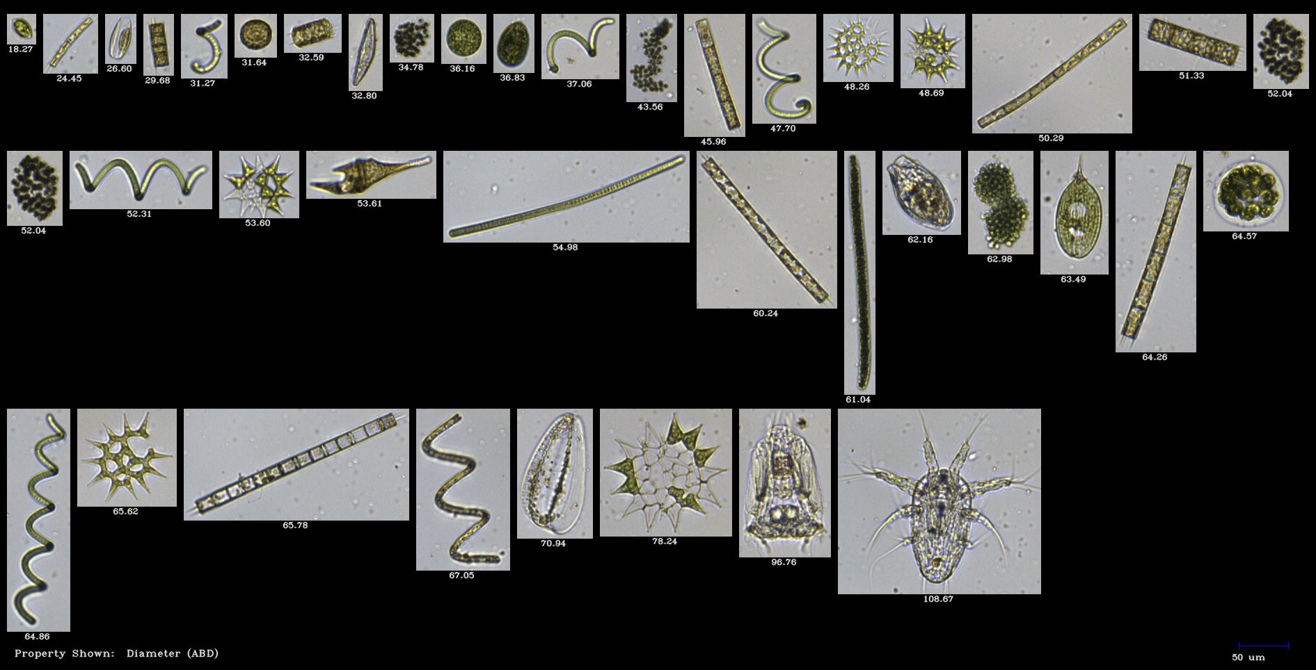 FlowCam freshwater collage of plankton collected in the Yangtze River, China