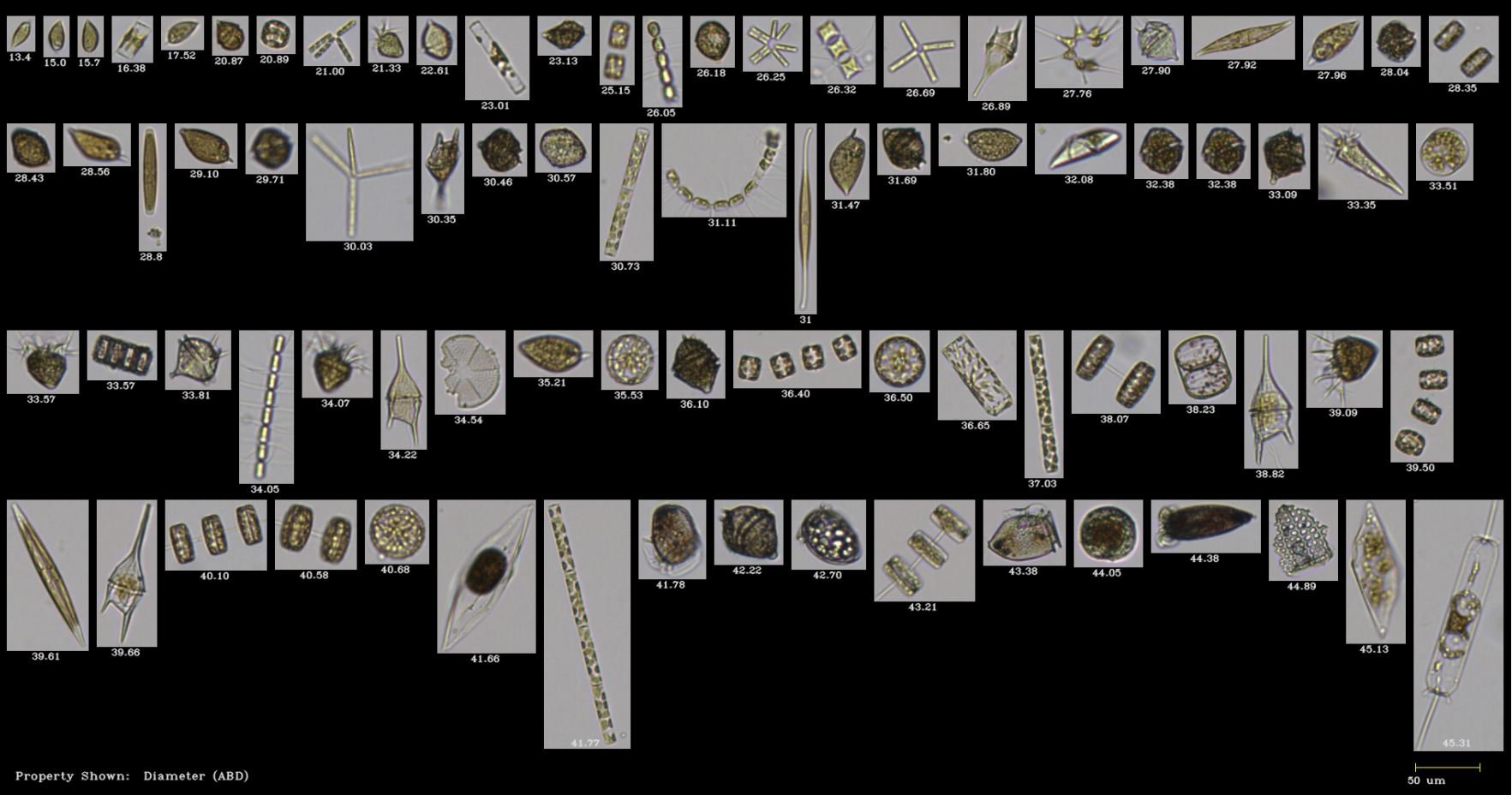 FlowCam collage of plankton collected in Damariscotta River, Maine