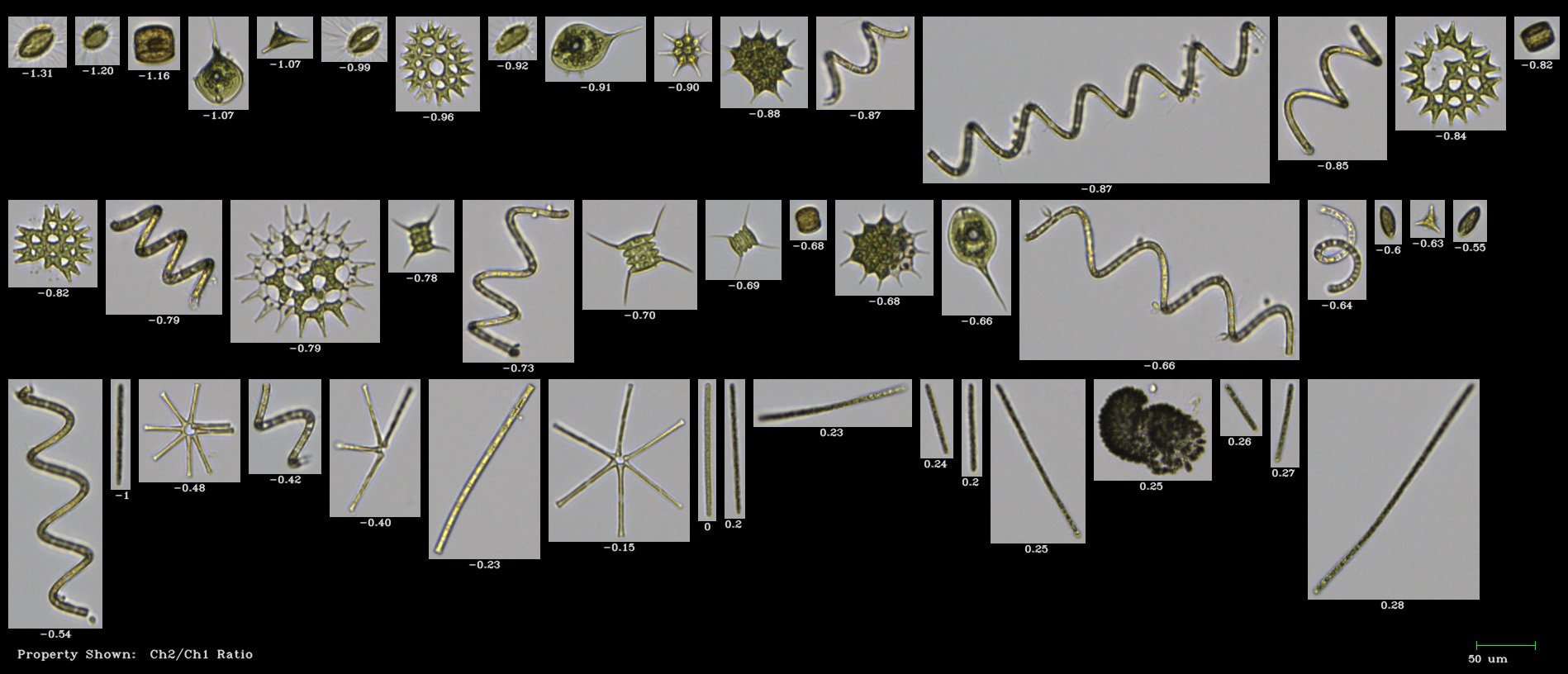 FlowCam collage of plankton from Loire River, France