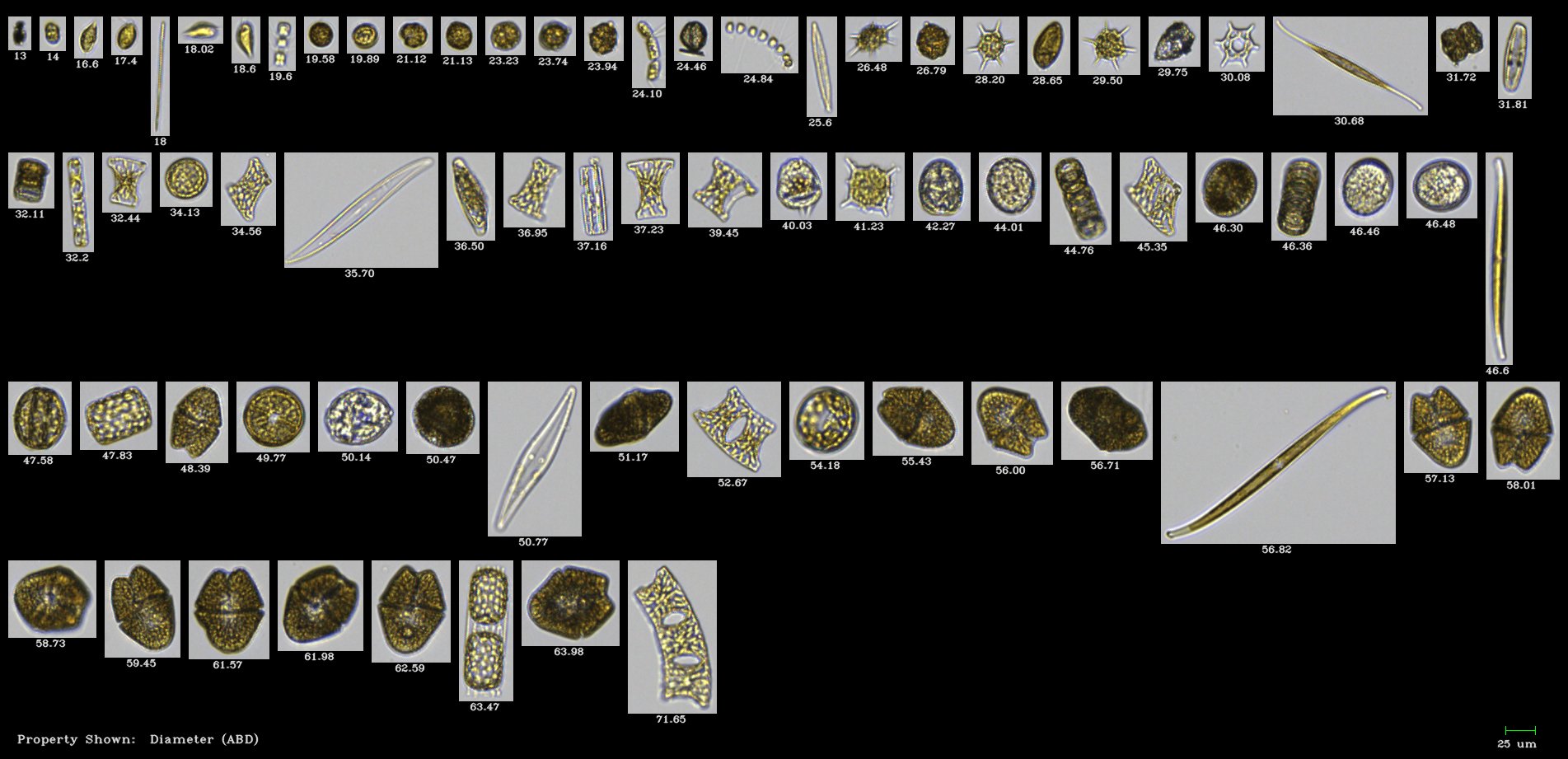 FlowCam collage of phytoplankton from Narragansett Bay, Rhode Island