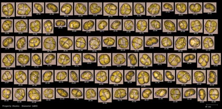 FlowCam collage of Karenia brevis harmful algae