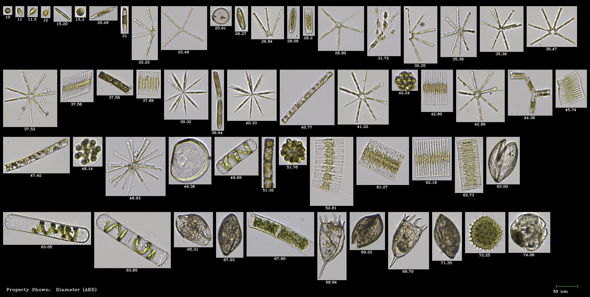 A FlowCam VisualSpreadsheet collage containing images of freshwater phytoplankton