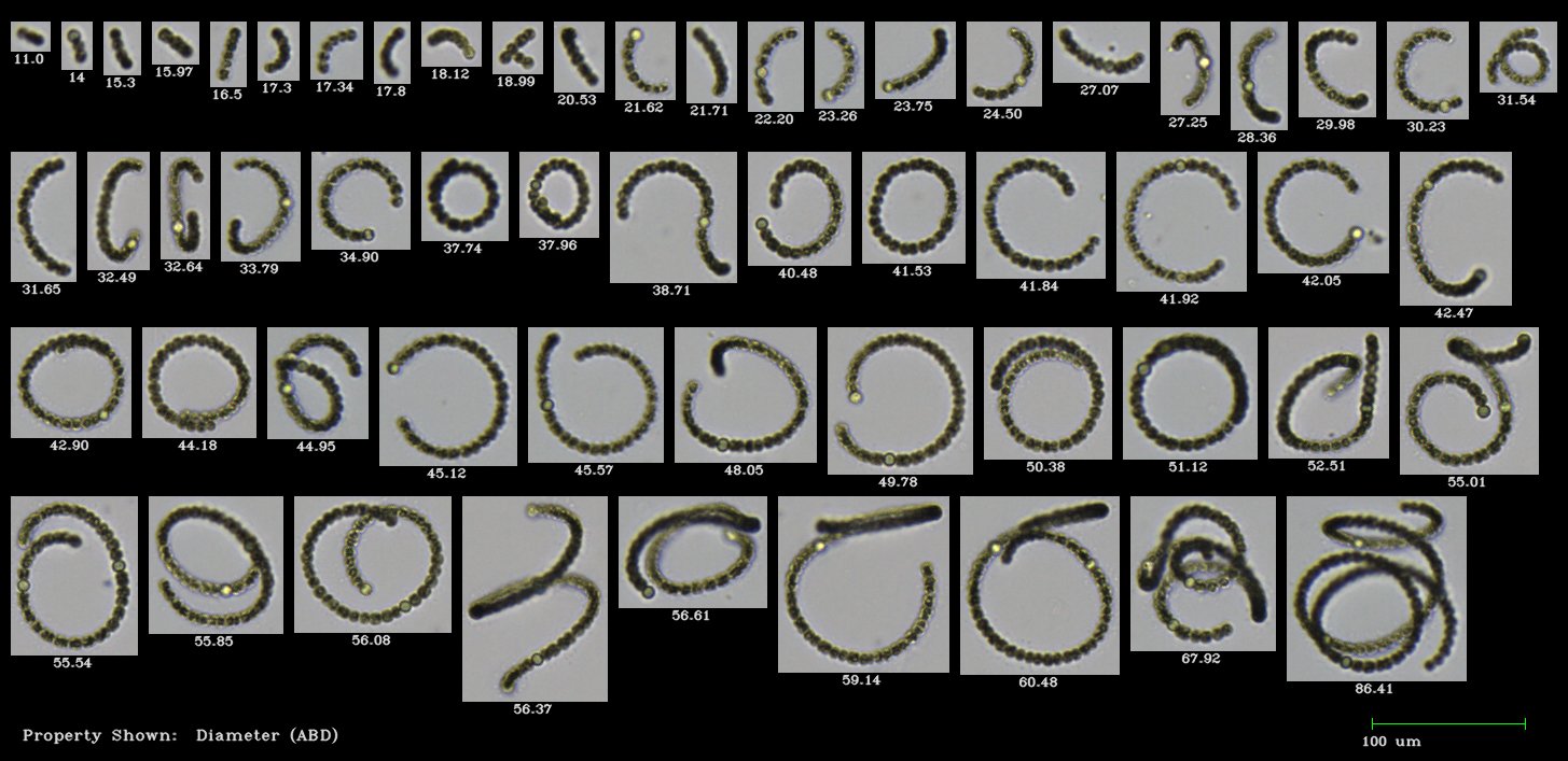 FlowCam Cyano collage of dolichospermum harmful algae