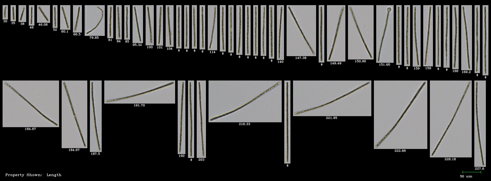 FlowCam Cyano collage of Planktothrix harmful algae