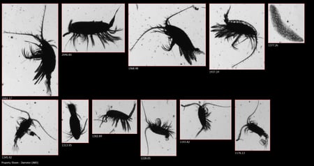 FlowCam collage of copepods