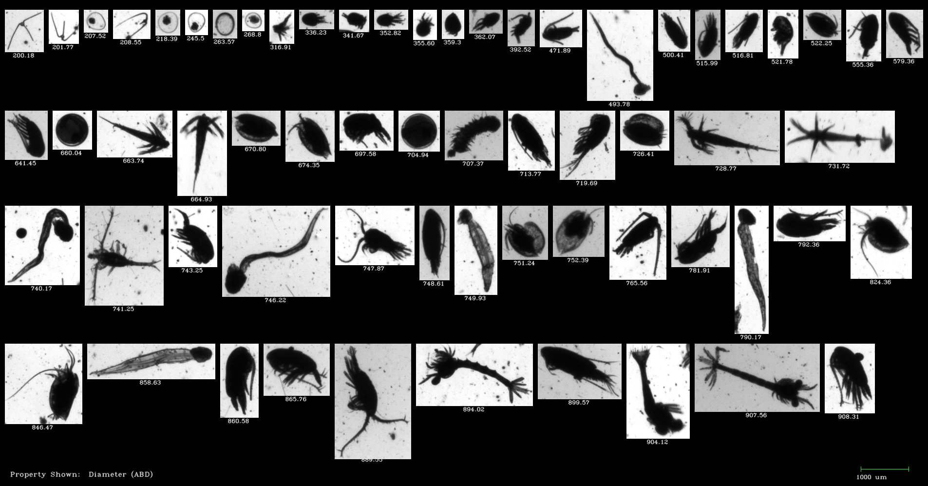 FlowCam Macro collage of zooplankton off coast of Zanzibar