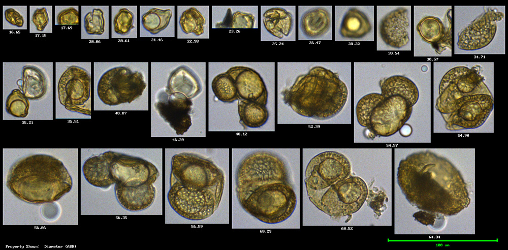 FlowCam collage of pollen particles