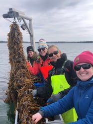 Four women on boat with kelp harvest