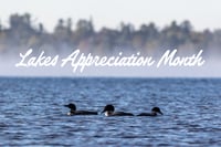 Loons on Maine lake with text reading 