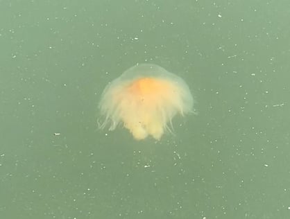 Lions mane jellyfish in water