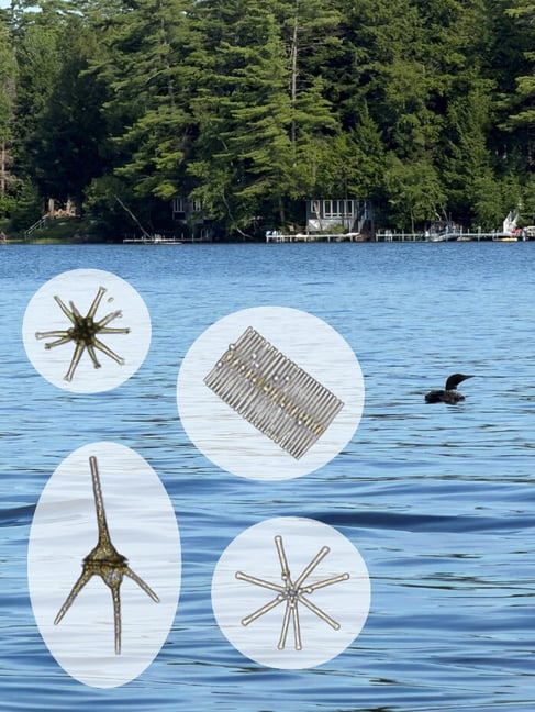 maranacook-lake-plankton-flowcam
