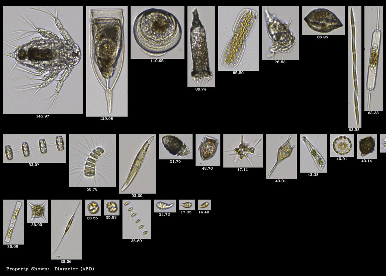 Marine phytoplankton - including harmful algae - from Casco Bay, Maine captured on FlowCam 8000 (10X)