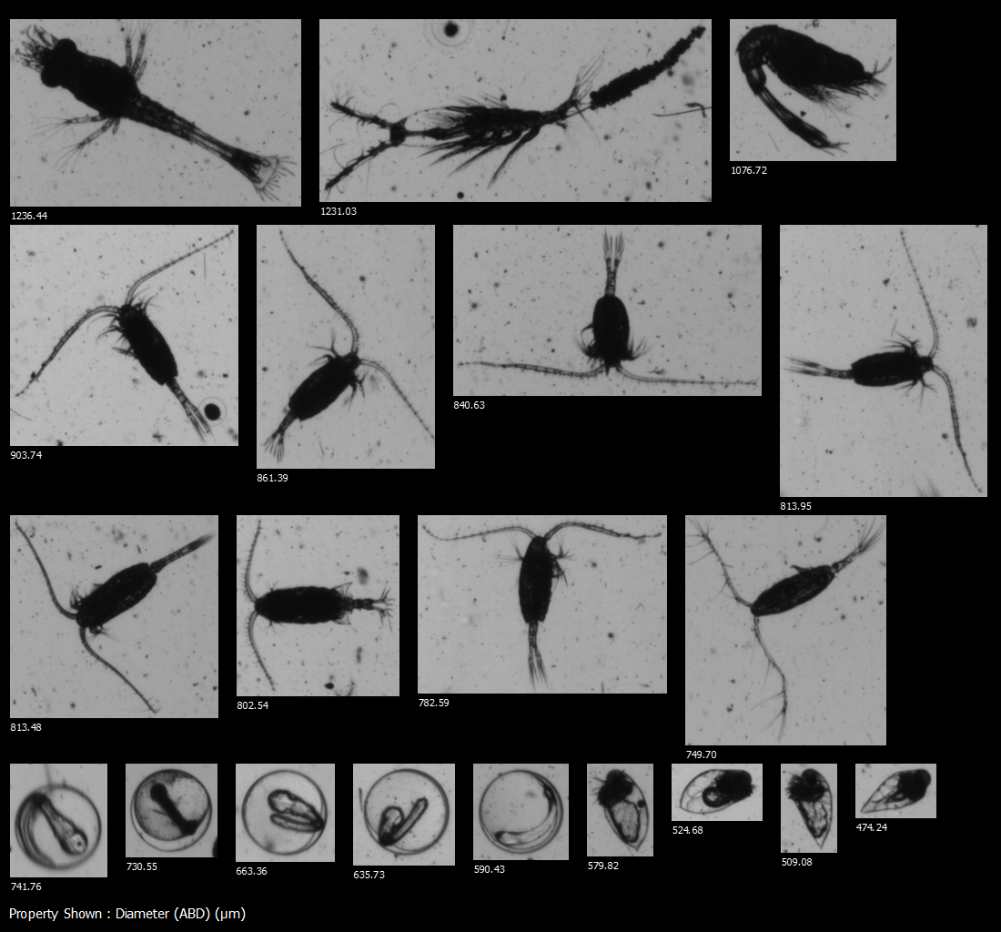 Marine zooplankton and fish eggs from the Damariscotta River (Maine, USA) captured on FlowCam Macro and sorted by size