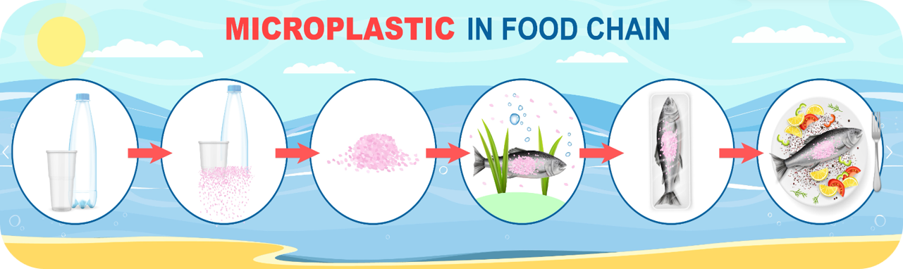 Diagram showing microplastics in the food chain