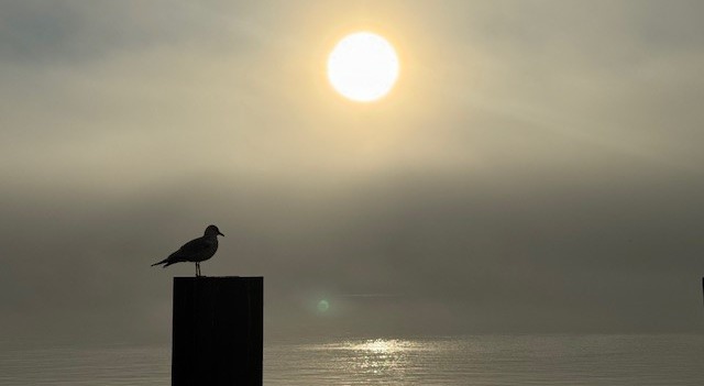 Silhouette of seagull with ocean and sunrise