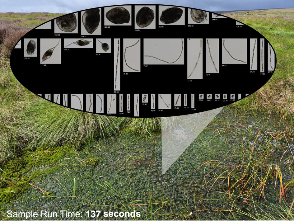 A peat bog with overlaid FlowCam images