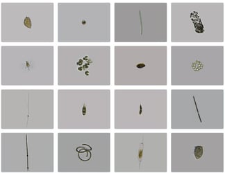 FlowCam images of phytoplankton in a grid