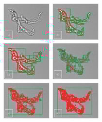 FlowCam transparent particle images showing how thresholding works