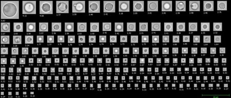 FlowCam Nano images of silicone oil droplets
