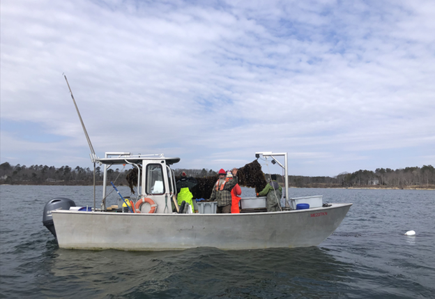Spartan Sea Farms kelp harvesting boat