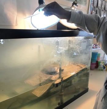student-collects-sample-from-turtle-tank