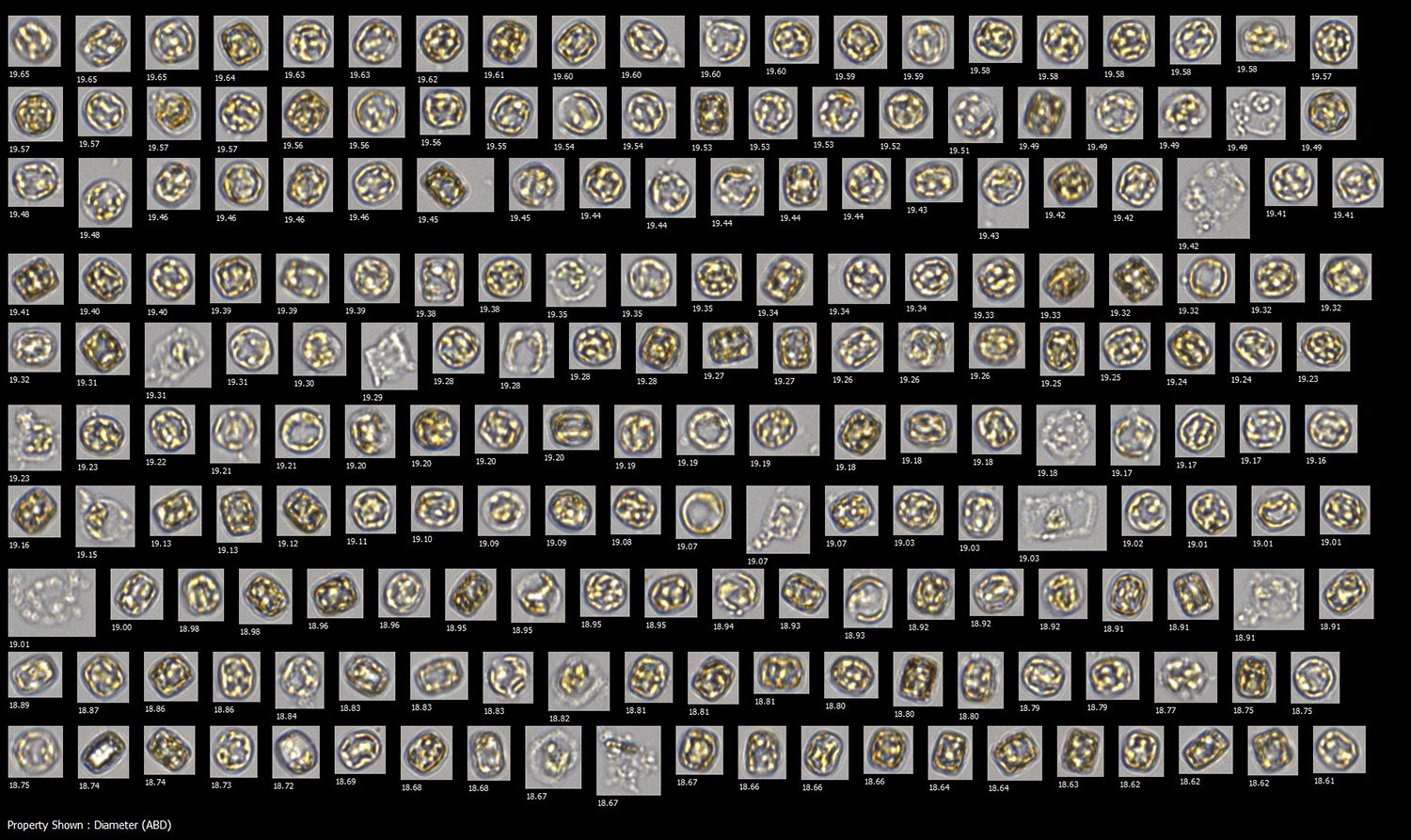 thalassiosira-culture-flowcam-8000-20x-whoi