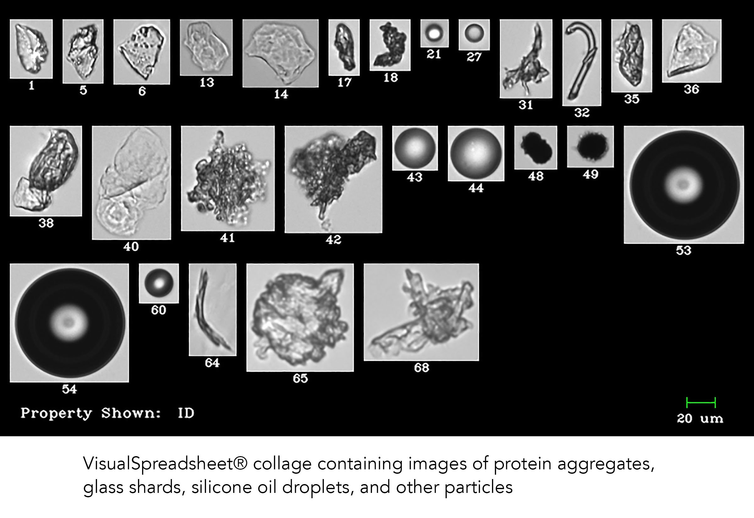 Flow Imaging Microscopy Reveals Particles Missed by DLS and NTA