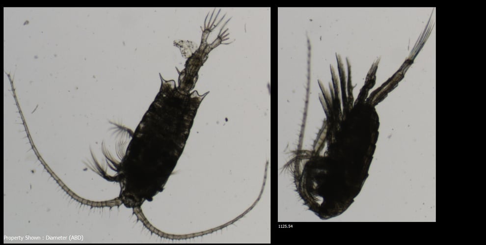 FlowCam collage of zooplankton