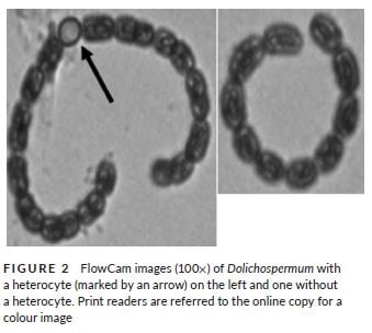 FlowCam Used for Analysis of Diazotrophic Organisms in High-Nitrogen Water