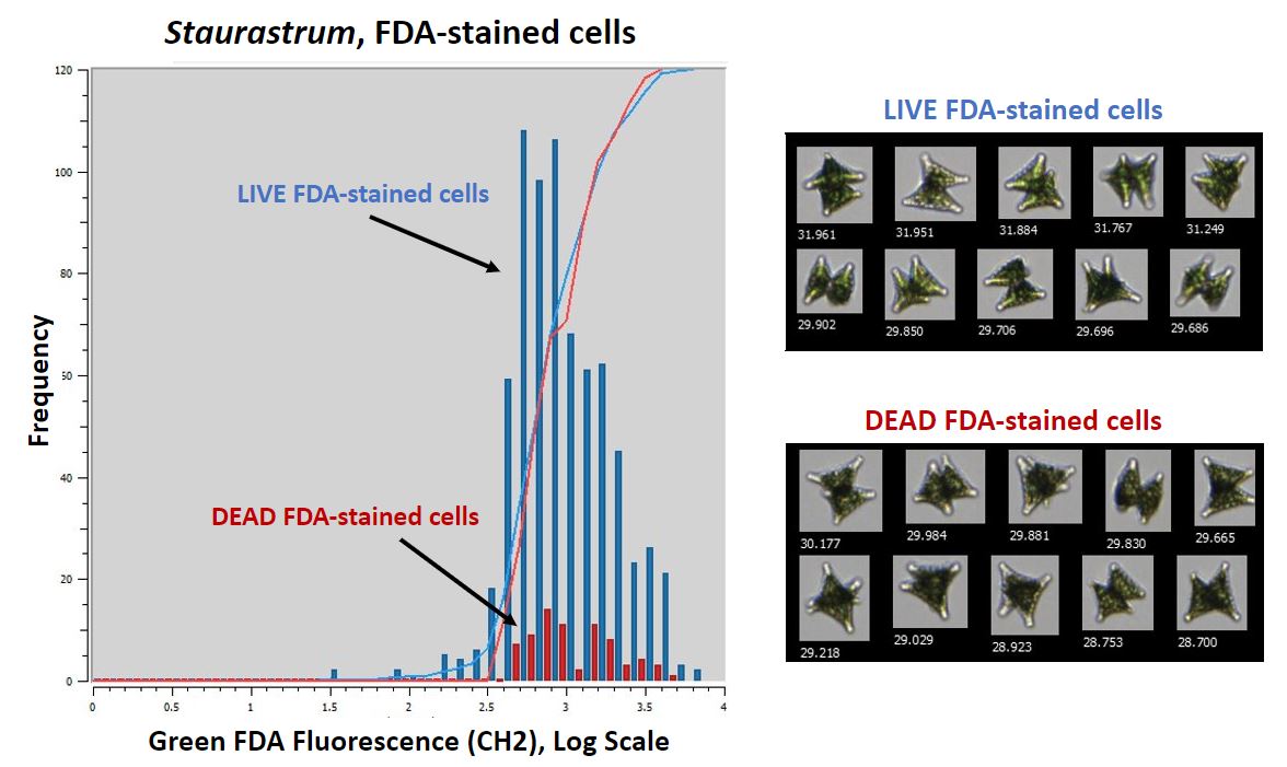 FlowCam Can Assess Cell Viability Using Fluorescein Diacetate (FDA) Stain