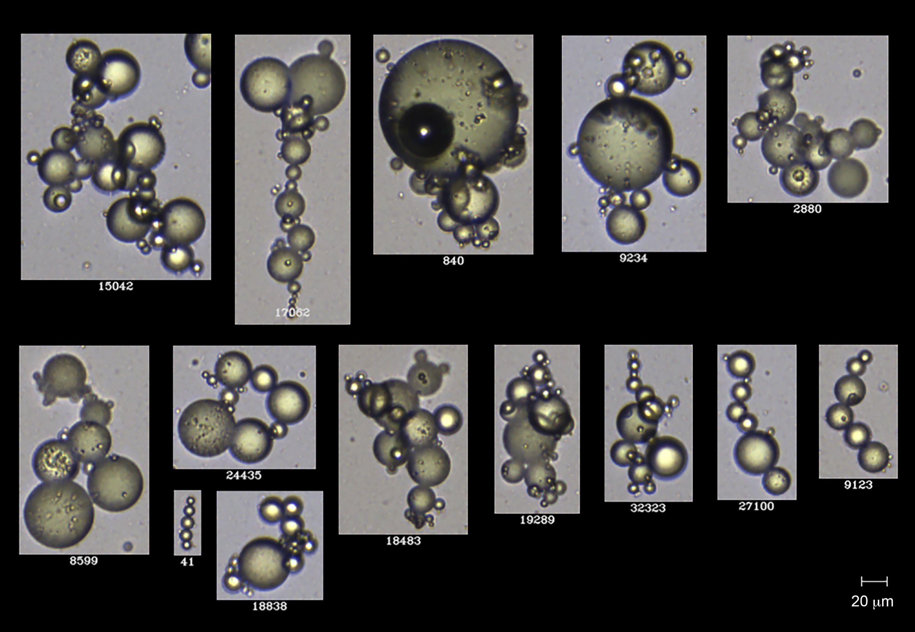 Using FlowCam to Evaluate the Effectiveness of Magnetic Ionic Liquids in Isolating Foodborne Pathogens