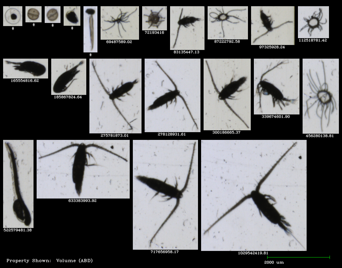 KISR Uses FlowCam to Study Plankton in the Persian Gulf