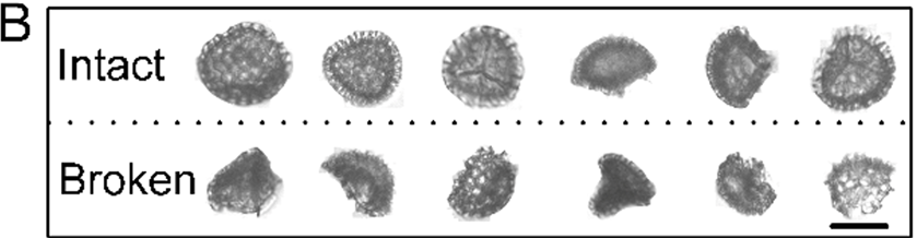 FlowCam Provides Visualization of Lycopodium Plant Sporoderm Microcapsule Degradation in Human Blood Plasma.