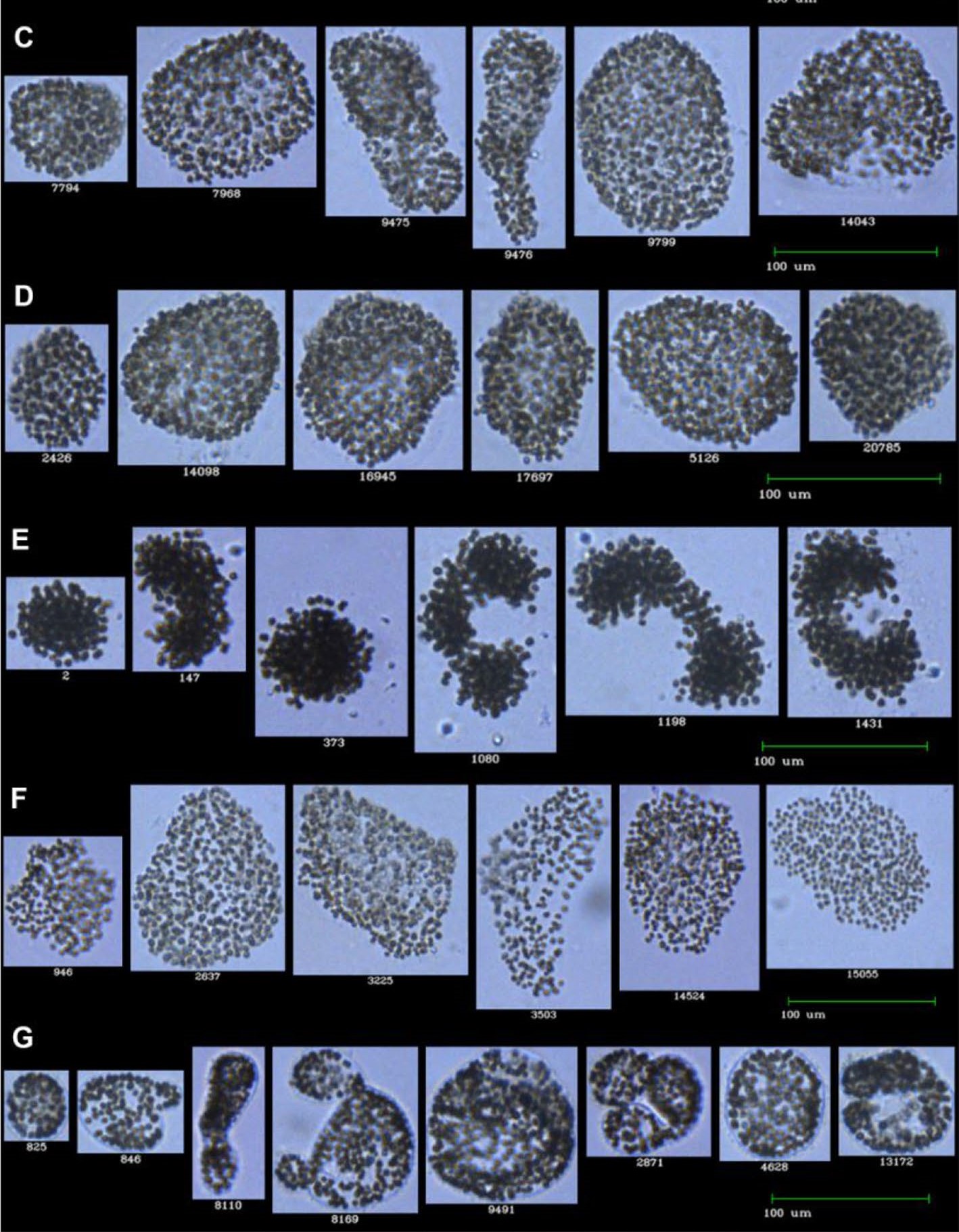 Using FlowCam and Machine Learning to Classify Microcystis at the Genus and Species Levels